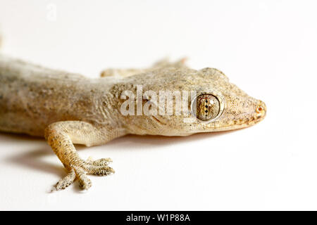Closeup Asian house gecko (Hemidactylus sp.) on white background Stock Photo