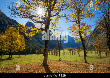 autumncolors in the Eng, maple, Acer pseudoplatanus, Austria, Europe Stock Photo