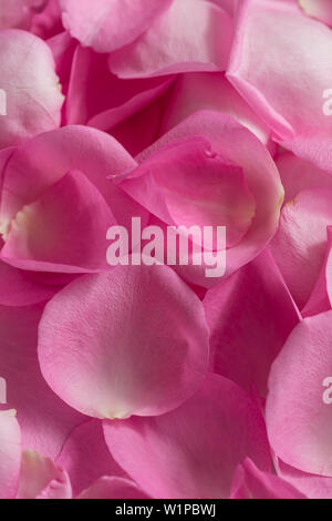 Close-up of petals from a pink rose, Kassel, Hesse, Germany, Europe Stock Photo