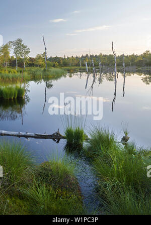 Wenger Moor, Weng, Lake Wallersee, Salzburg, Austria Stock Photo