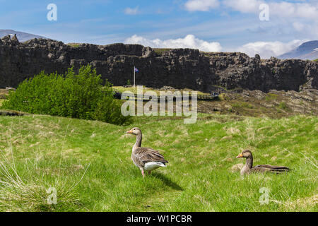 geese in front of the famouse grave breach Þingvellir, east of Reykjavik, Iceland Stock Photo