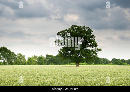 Oak tree on wheat field, Ruttelerfeld, Zetel, Landkreis Friesland, Lower Saxony, Germany Stock Photo