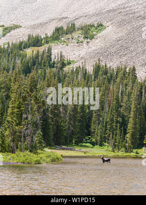 Moose in a small Mountain lake, Colorado, USA Stock Photo