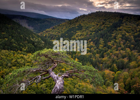 View from Ilsestein in the Ilse Valley, Ilsenburg, Harz District, Harz National Park, Saxony-Anhalt, Germany, Europe Stock Photo