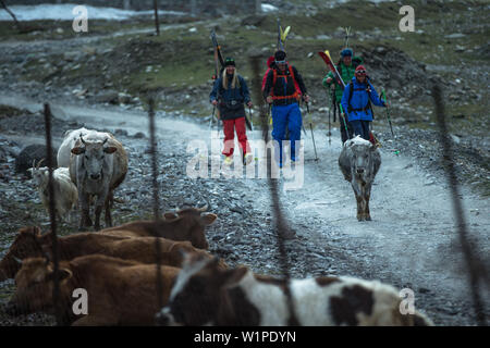 Four young skier walking past a cow herd, Gudauri, Mtskheta-Mtianeti, Georgia Stock Photo