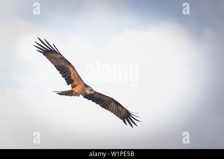Red kite flies in the sky at the blue hour Stock Photo