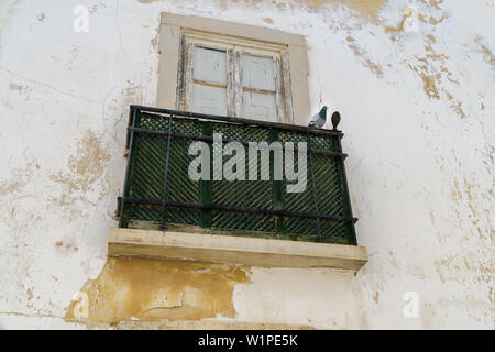 A common wood dove (Columba palumbus) perching on a green wooden balcony railing on a weathered house facade with exfoliated white paint in Faro, Port Stock Photo