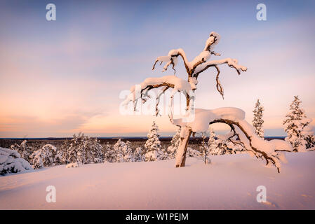 snow-covered tree on a hill in the Pyhä-Luosto National park, finnish Lappland Stock Photo