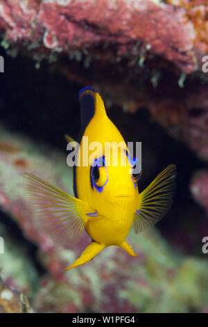 Endemic Cocos Angelfish, Centropyge joculator, Christmas Island, Australia Stock Photo