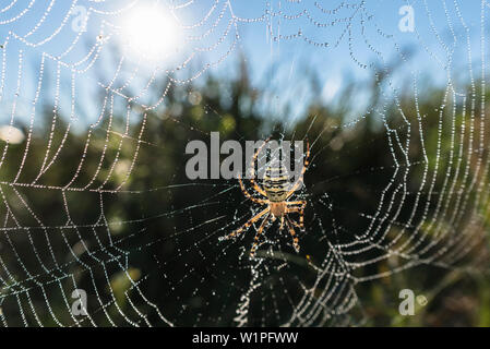 Spreewald Biosphere Reserve, Germany, recreational area, wilderness, spider, spider web, zebra spider, wasp spider Stock Photo