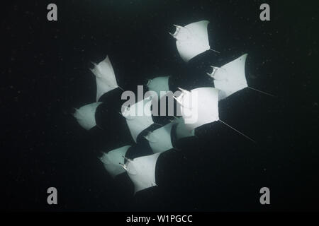 Munks Devil Ray feeding on plankton at night, Mobula munkiana, La Paz, Baja California Sur, Mexico Stock Photo