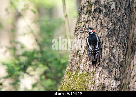 Great spotted woodpecker clings to the tree bark and looks for insects Stock Photo