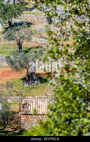 A slope with olive trees in the Tramuntana Mountains, Caimari, Mallorca, Spain Stock Photo