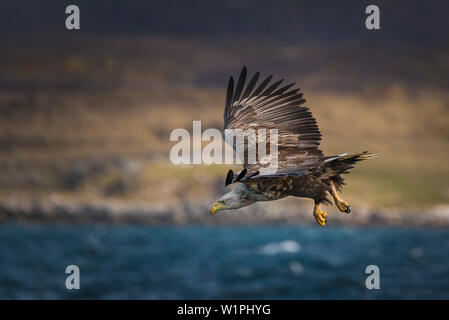 white-tailed sea eagle attacking, Vesteralen, Norway Stock Photo