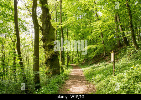 Track around Haina monastery through Stamford's garden, beside the path is a large old pedunculate oak (Quercus robur) amidst a forest of beech trees Stock Photo