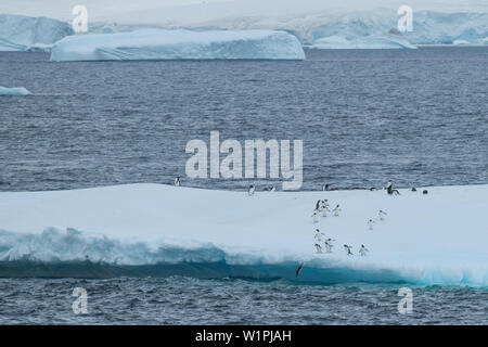 Gentoo penguins (Pygoscelis papua) approach the edge of a large ice floe while one is seen in mid-dive, entering the ocean, Port Lockroy, Wiencke Isla Stock Photo