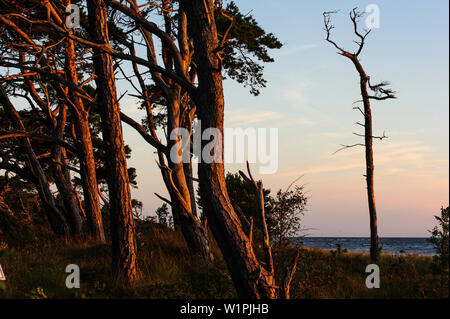 Pine in the evening light on the beach in the nature reserve Ekstakusten, Schweden Stock Photo