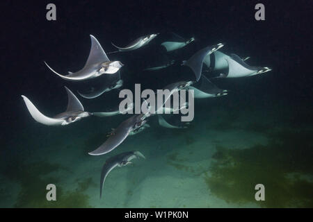 Munks Devil Ray feeding on plankton at night, Mobula munkiana, La Paz, Baja California Sur, Mexico Stock Photo