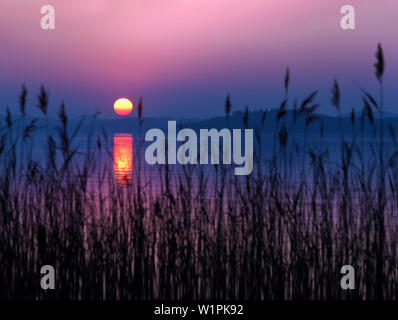 Colorful Sunset on Lake Chiemsee, in the foreground reed stalks Stock Photo