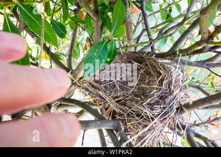 An empty small bird's nest in shrub in a domestic garden in Dublin, Ireland Stock Photo