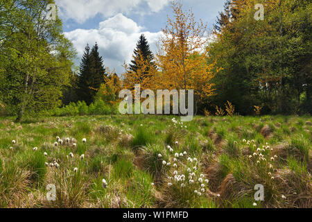 Cotton grass in the nature reserve Schwarzes Moor, Rhoen, Bavaria, Germany Stock Photo