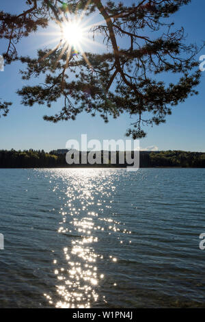 Fir at lake, Pinus sylvestris, Großer Ostersee, Upper Bavaria, Germany Stock Photo