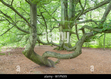 Old beech tree in primeval forest Sababurg, Reinhardswald, Hofgeismar, Hesse, Germany, Europe Stock Photo