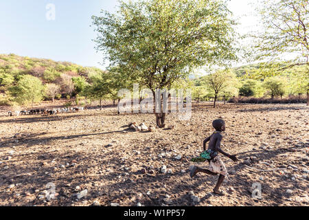 Himba boy and goat herd, Kunene, Namibia, Africa. Stock Photo