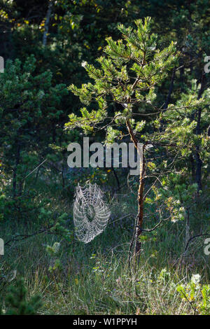 Spiderweb with dew on young pine tree, Pinus spec., Bavaria, Germany Stock Photo