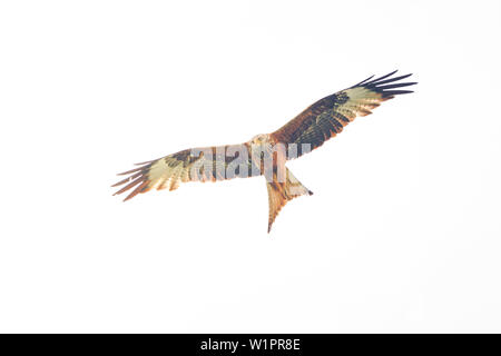 Red kite flies in the sky Stock Photo