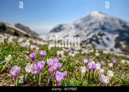 Crocus in blossom with snow-covered mountain in background, Monte Caret, lake Garda, Garda Mountains, Trentino, Italy Stock Photo