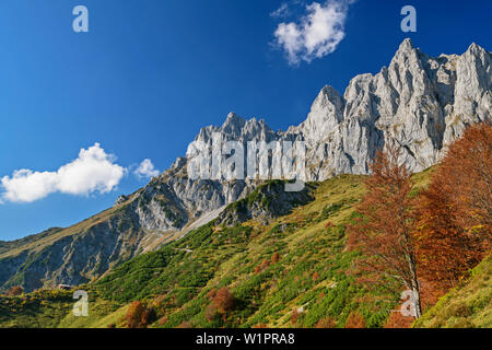 Trees in autumn colours in front of rock walls of Kaiser, Wilder Kaiser, Kaiser range, Tyrol, Austria Stock Photo
