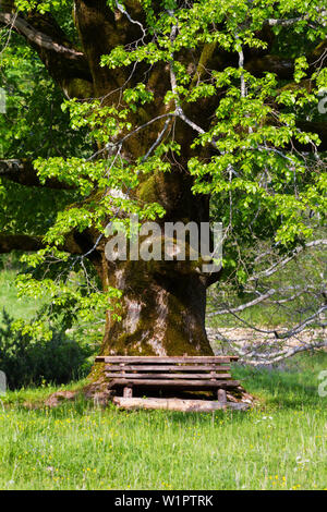 lime tree with bench, Tilia platyphyllos, Croatia, Europe Stock Photo