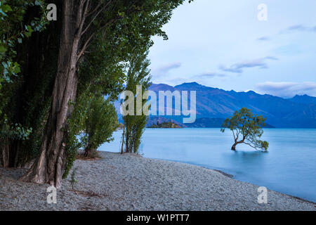 Tree in Lake Wanaka, Otago, South Island, New Zealand, Oceania Stock Photo