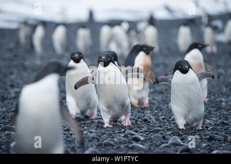 A group of Adélie penguins (Pygoscelis adeliae) in light snow march along the beach, heading to the water, Brown Bluff, Weddell Sea, Antarctic Peninsu Stock Photo