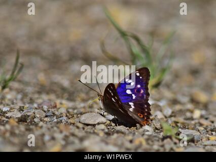 Lesser purple emperor - Apatura ilia Stock Photo