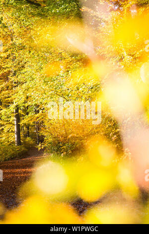 Path through an autumn forest, Allgaeu, Bavaria, Germany Stock Photo
