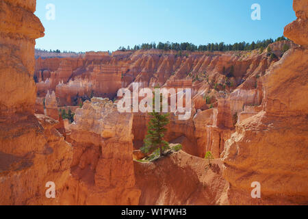Queens Garden Trail , Bryce Amphitheater , Bryce Canyon National Park , Utah , U.S.A. , America Stock Photo