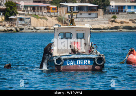 A large male South American sea lion (Otaria flavescens) jumps from the water, joining another seal sunning itself on a fisherboat, Coquimbo, Chile, S Stock Photo