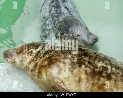 Smiling seals basking by the pool at Gweek seal sanctuary, Cornwall. UK Stock Photo