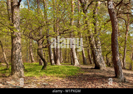 Sessile oak tree (Quercus petraea) in a forest of forest pines (Pinus sylvestris) Bad Wildungen, Hesse, Germany, Europe Stock Photo
