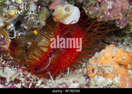 Electric Flame Scallop, Ctenoides ales, Ambon, Moluccas, Indonesia Stock Photo