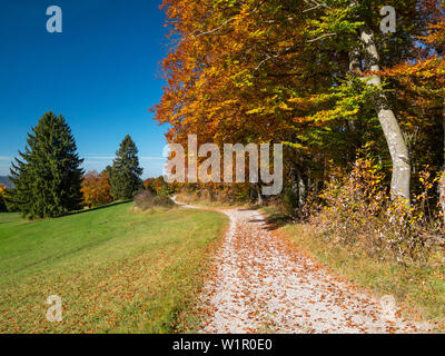 hiking trail in autumn, beech trees, Fagus sylvatica, Upper Bavaria, Germany, Europe Stock Photo
