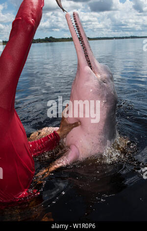 A large, pink Amazon river dolphin (Inia geoffrensis), also called Boto, tries to grab a fish held by a man in a red shirt, near Manaus, Amazonas, Bra Stock Photo