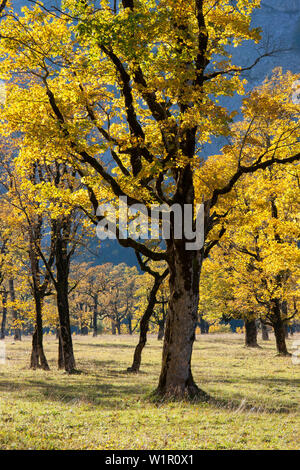 autumncolors in the Eng, maple, Acer pseudoplatanus, Austria, Europe Stock Photo