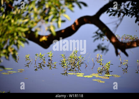 landscape under the Rock of Sigiriya, Sigiriya, Sri Lanka Stock Photo