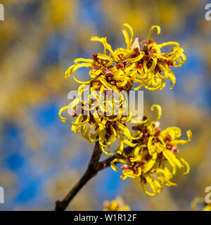 bushes and mushrooms at Lake Constance Stock Photo