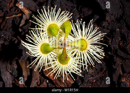 Eucalypt flower in the Dryandra Woodland near Narrogin in Western Australia Stock Photo