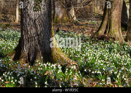 Snowflakes, Lecojum vernum, spring, deciduous forest, Upper Bavaria, Germany, Europe Stock Photo