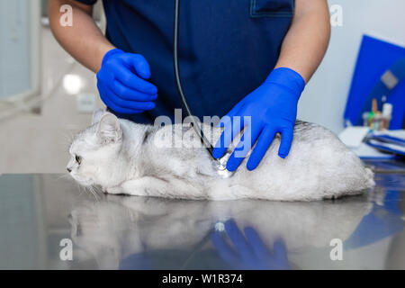 Professional vet doctor examines a white fluffy cat with a stethoscope. A young male veterinarian of Caucasian appearance works in a veterinary clinic Stock Photo